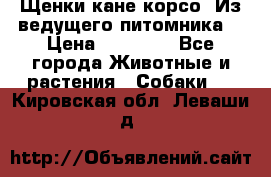 Щенки кане корсо! Из ведущего питомника! › Цена ­ 60 000 - Все города Животные и растения » Собаки   . Кировская обл.,Леваши д.